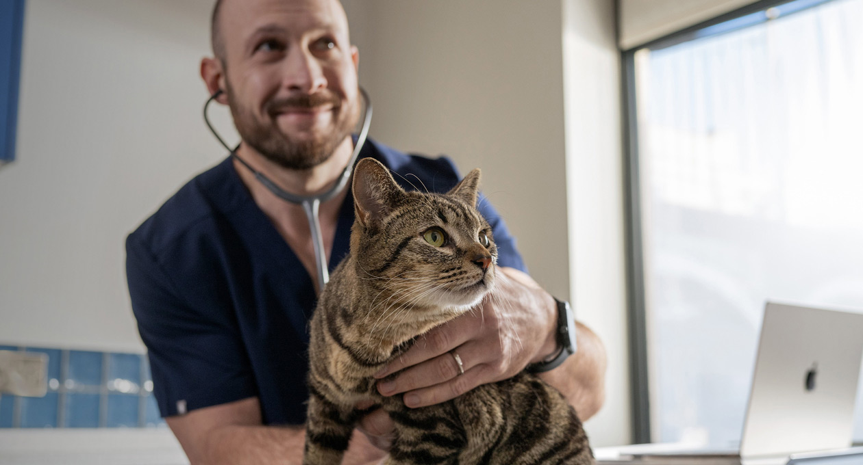 Een dierenarts onderzoekt een kat